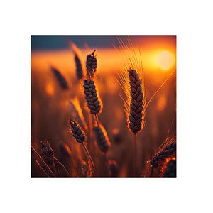 Weizenfeld Freestyle