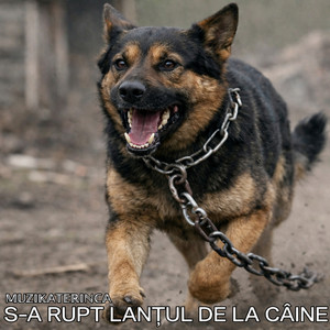S-A RUPT LANȚUL DE LA CÂINE