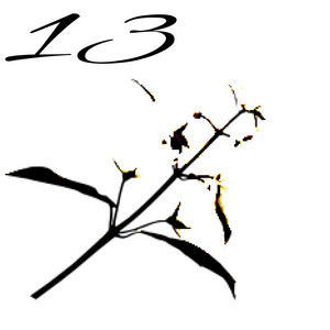 13