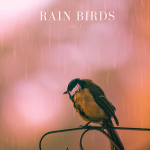 Evening forest rain with birds talking by Rain Birds