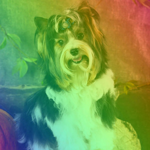 Feelings for Barking Dogs album