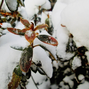 Flor de Otoño