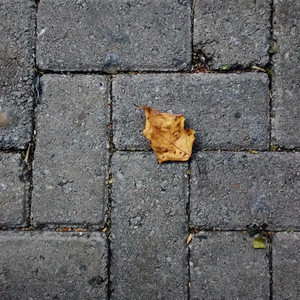 Rooftop Autumn by Amyz