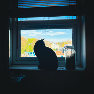 My Pet Cat by SPVIDZ