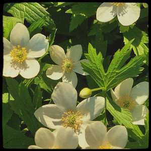 Anemone by Fleur Amiette, wavetearz