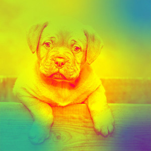 Music for Best Friends - Bossanova album