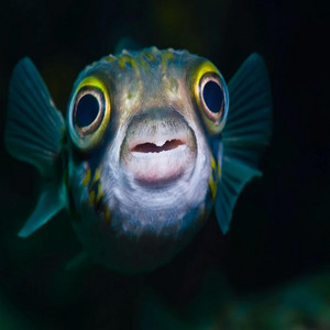 dinonuggyNoah - Blub Blub