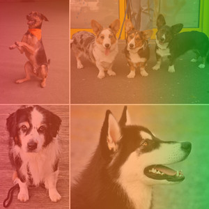 Tenor Sax Chill Out - Bgm for Stressed Dogs album