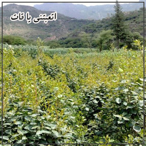 المنشد اليمني - زامل قوه - اتعبتني يا قات