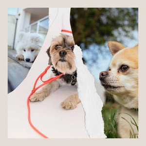 Bright Music for Sweet Doggies - Electric Guitars album