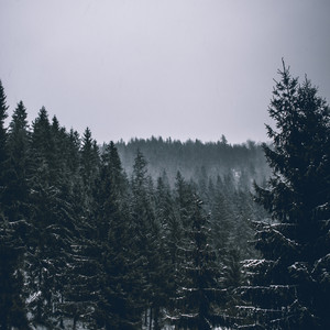 Evergreen by Tom Oliver