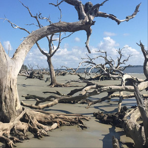 Driftwood