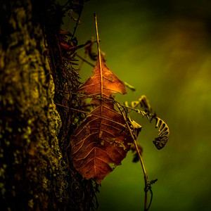 Cycles - Autumn by Ricardo Da Silva