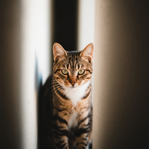 ピンクの鼻の猫 - Single by Breanna April Miller | Spotify