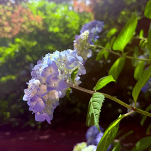 Hortensia by Frequent Cs