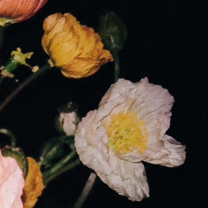 Lately by oftn, Shane
