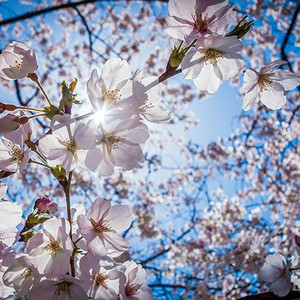 Memories of Spring by Tokyo Music Walker
