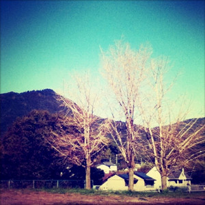 アネモイア by Mt.Fuji
