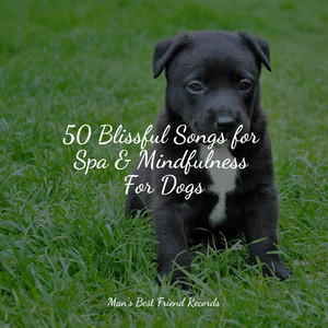 50 Blissful Songs for Spa & Mindfulness For Dogs album