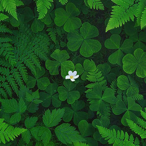 Nature’s Breath Flute by Himanshu Sharma