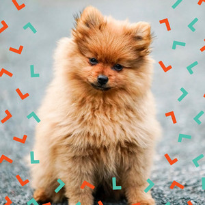 Trio Jazz - Background Music for Doggy Nap Zone album