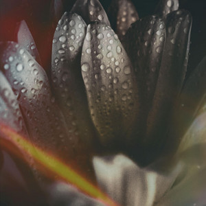 Fragments by SOLACE FOR A WINTER'S HEART
