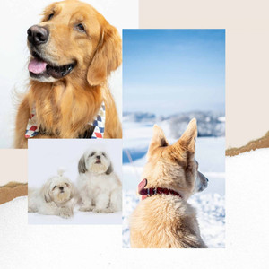 Inspiring Music for Energetic Puppy - Trumpet, Electric Piano, Alto Sax and Soprano Sax album