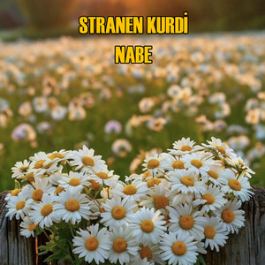 Stranen Kurdi - Nabe