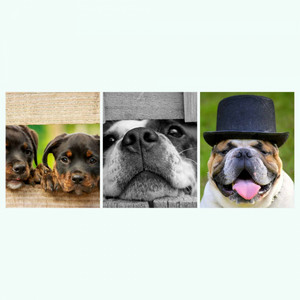 Guitar Chill Out - Background Music for Sleepy Puppy album