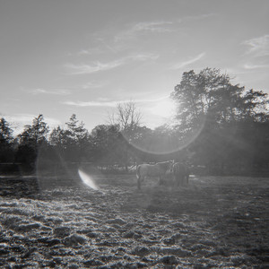 Silver Stallion by Grant Barnett