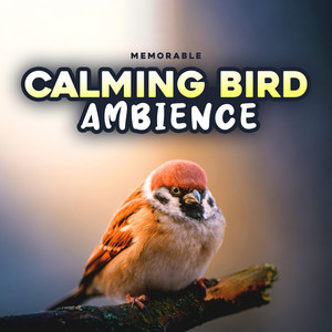 Calming Bird Ambience album