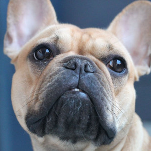 Smooth Jazz Chill Out - Background for Chilling Dogs album
