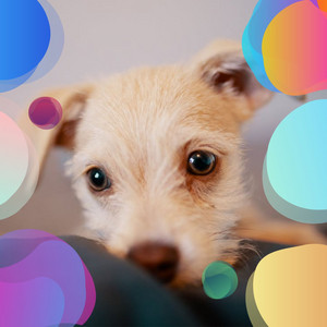 Echoes of Doggy De-Stressing album