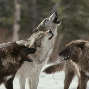 Wolves by Randal!Pink
