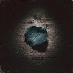 midnightpetals - echoes of you