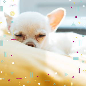 Background Music for Doggy Sleep album
