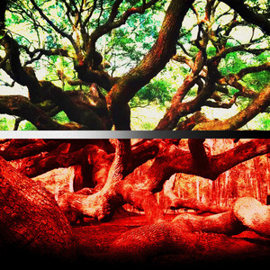 Live Oak Tree by Suti~Tooti