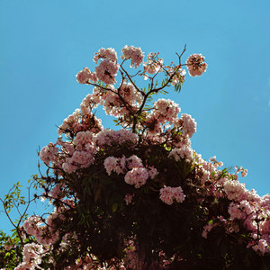 Flowes without mother by Amanda Lerry