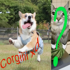 Welcometosky777 - Corgiiii Xd