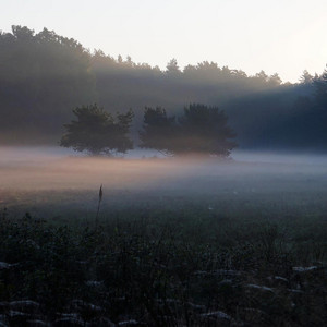 meadows