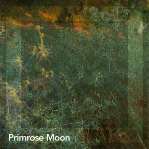 Enlight, Enchant by Primrose Moon