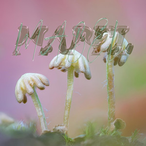 Dolphin Girl by Mabel