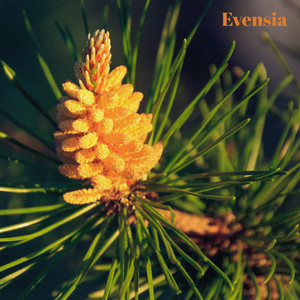 Pinewind by Evensia