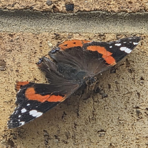 Red Admiral by Biss