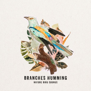Amble Rays by Nature Bird Sounds