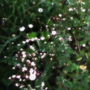 dandelion (wishing) by Tina Sandwich