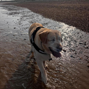 Every Dog Has Its Day by Ethan Butler
