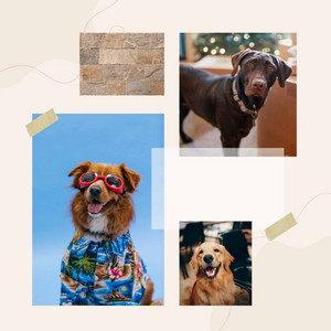 Feelings for Keeping Your Doggy Entertained album