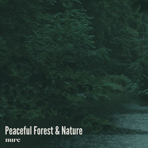 Calm Forest & Nature by Nure