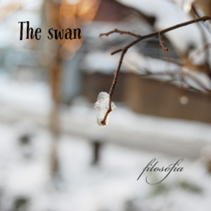 The swan